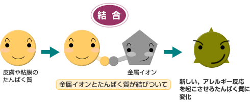 金属アレルギーのしくみ