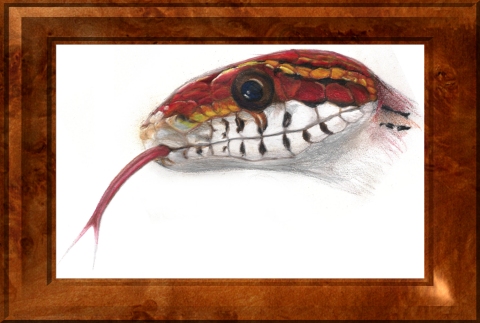 CornSnakes.com Forums - Powered by.