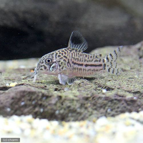 アクアリウム メモ 魚 とほほ な日々