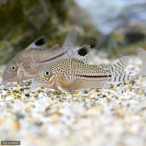 （熱帯魚）コリドラス・ジュリー　コロンビア（ワイルド）（３匹）　北海道・九州航空便要保温