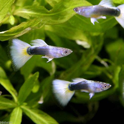 連載 グッピーの飼育から繁殖 子育てまで 飼育編 オクトパスとコリドラス フレンズcorydoras Furiends