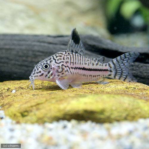 アクアリウム メモ 魚 とほほ な日々