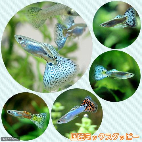 オクトパスとコリドラス フレンズcorydoras Furiends