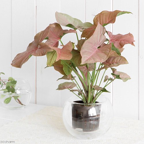 シンゴニウム ネオン 踊る占い師