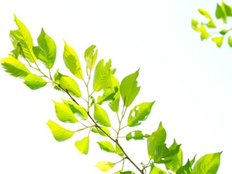 糖質・脂質の吸収阻害成分「サラシア」