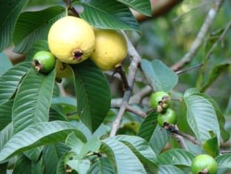 グァバ葉ポリフェノール