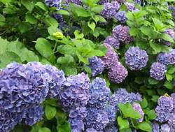 長谷寺のあじさい