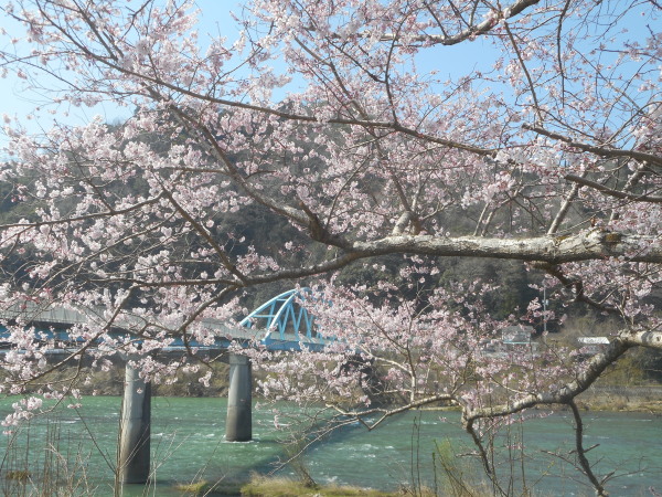 夜桜