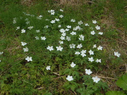 山菜採り