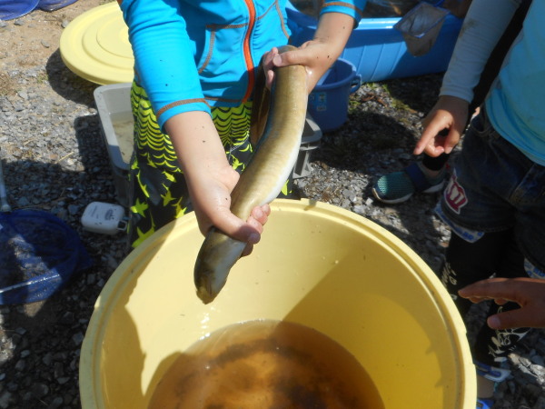 魚取り
