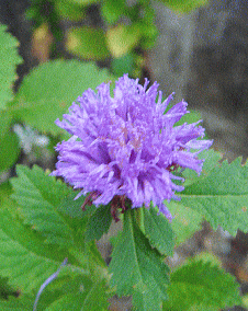 ムラサキルーシャン（林檎薊）１