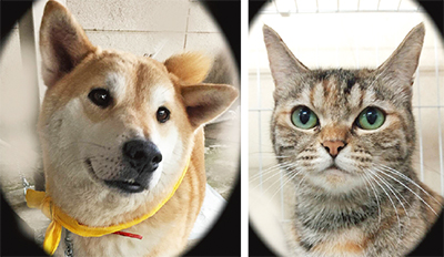 保護センターにいるガンちゃん（左）とまひるちゃん　※仮名