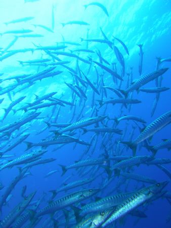 ランギロア環礁の魚影