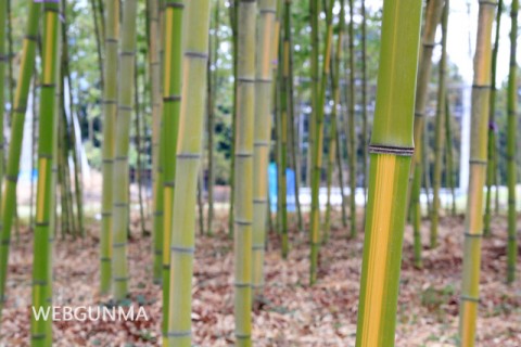 敷島のキンメイチク