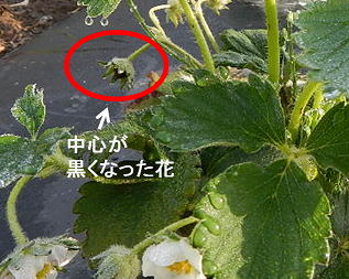 いちごの育て方 質問にお答えします 横田農園