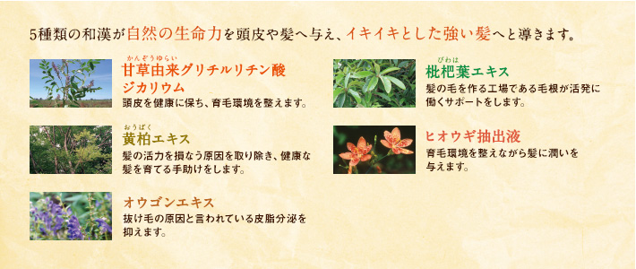5種類の和漢が自然の生命力を頭皮や髪へ与え、イキイキとした強い髪へと導きます。甘草由来グリチルリチン酸ジカリウム頭皮を健康に保ち、育毛環境を整えます。枇杷葉エキス髪の毛を作る工場である毛根が活発に働くサポートをします。黄柏エキス髪の活力を損なう原因を取り除き、健康な髪を育てる手助けをします。ヒオウギ抽出液育毛環境を整えながら髪に潤いを与えます。オウゴンエキス抜け毛の原因と言われている皮脂分泌を抑えます。