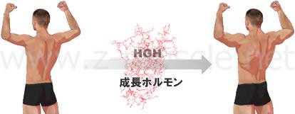 「成長ホルモン 筋トレ」の画像検索結果