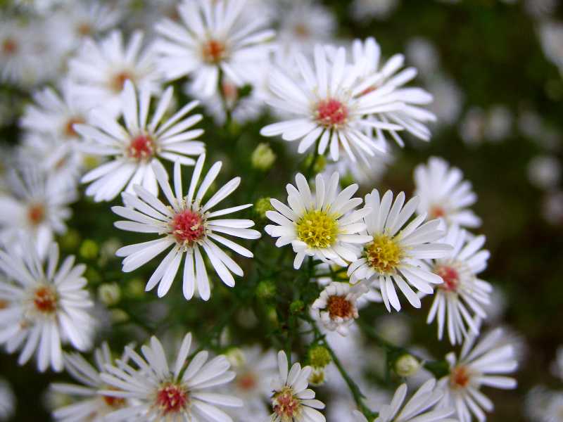 クリックすると新しいウィンドウで開きます