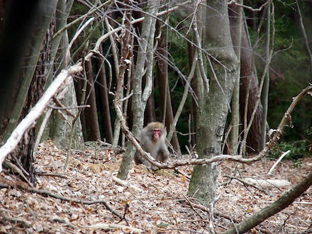 「雲取山 サル」の画像検索結果