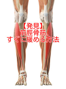発見 前脛骨筋 すぐに緩める方法 Jpr松田圭太のブログ