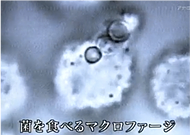 herunia-characteristic-img02