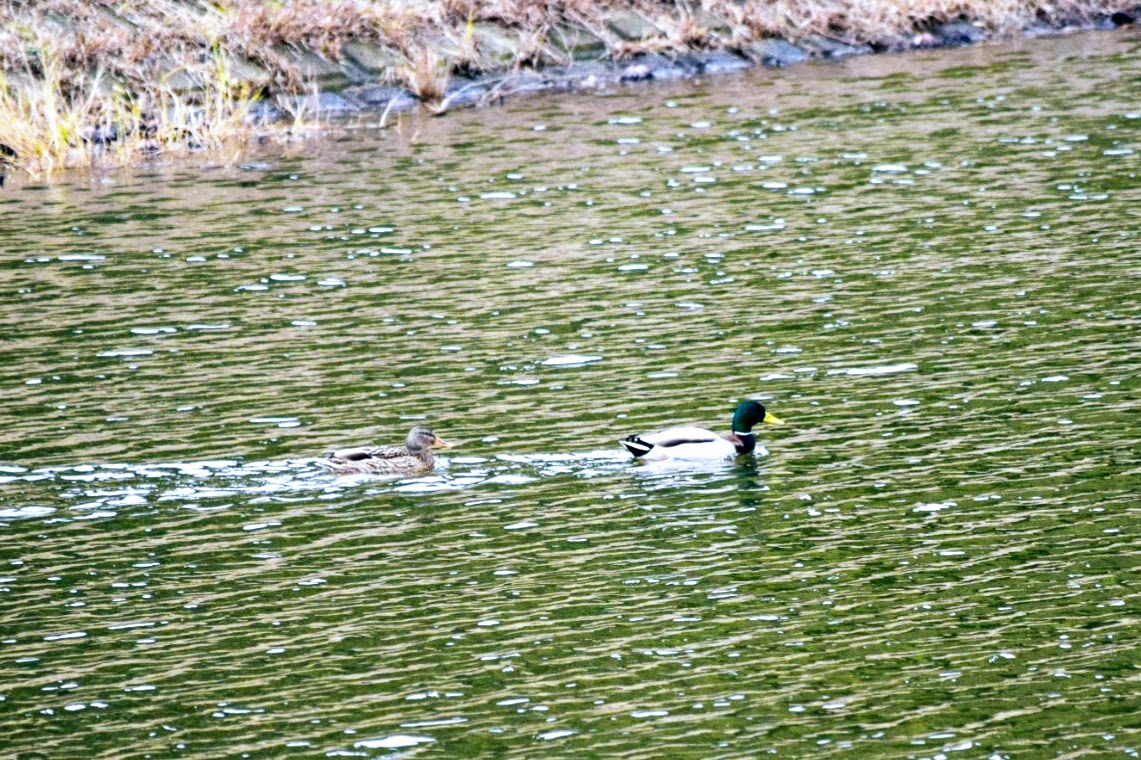 IMG_5974