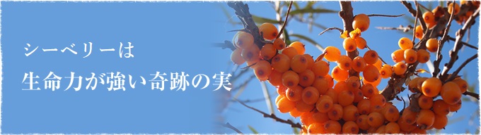 チャチャル(サジー)は生命力が強い奇跡の実