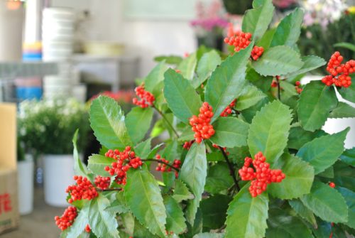 img_3386_r