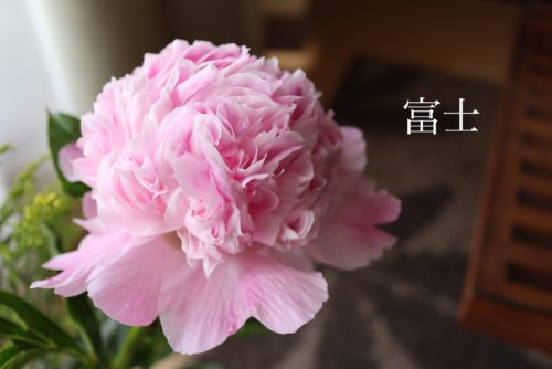 どちらの芍薬がお好きですか 千葉県旭市の花屋 よしの生花 店長ブログ