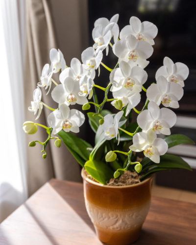 限定２鉢 ミニ胡蝶蘭のセールのお知らせ 千葉県旭市の花屋 よしの生花 店長ブログ