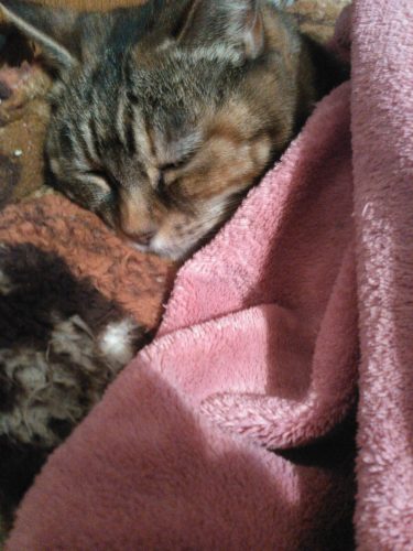 15131139970791486513615