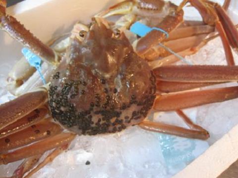 カニビル | 侘寂伝文(わさびやブログ)