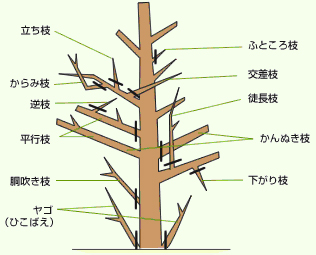 枝の種類 大阪の造園・植木屋・ガーデニングなら～料金格安・仕上がり綺麗な大坪造園へ～ | 大坪造園～植木屋さんの料金破壊～大阪・奈良