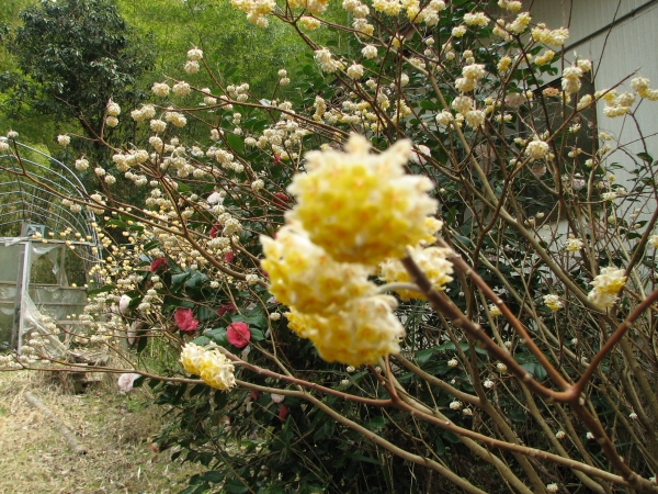 可憐な花：三椏（ミツマタ）の育て方とミツマタ紙の歴史とうんちく | ポンコツ【造形作家】の山里クリエイティブライフ：DIY、ピザ、そして ...